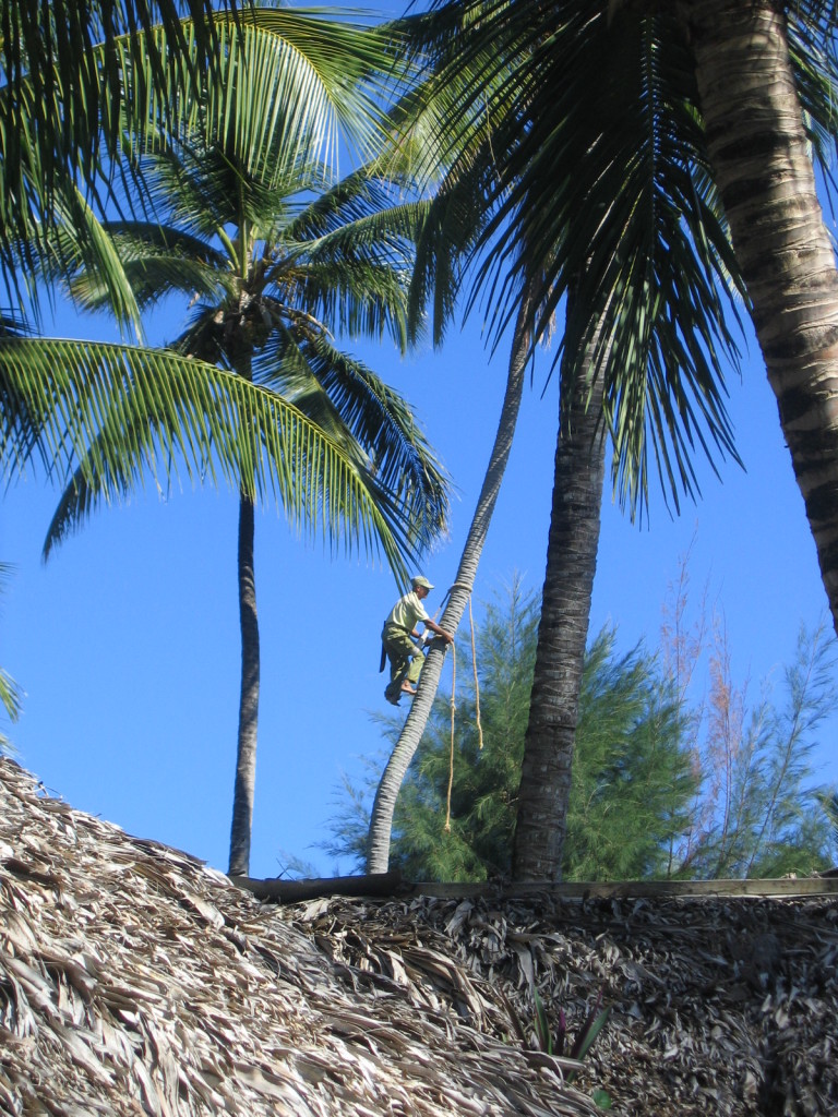 Gärtner auf der Palme