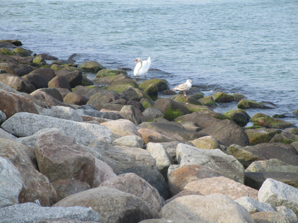 Schwan und Möve